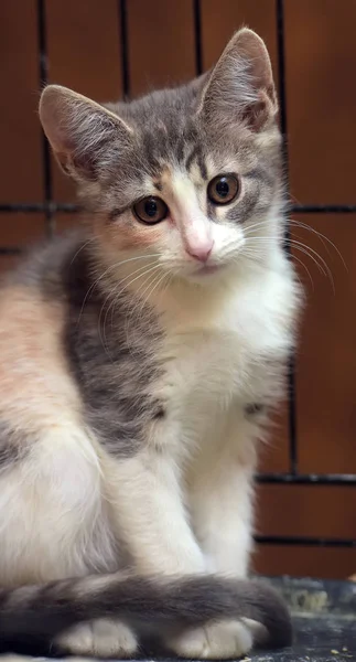 Bir Kafes Içinde Bir Sığınak Renkli Yavru Kedi — Stok fotoğraf