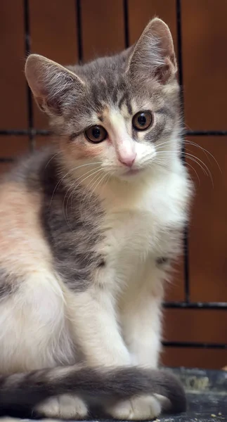 Gatito Tricolor Una Jaula Refugio — Foto de Stock