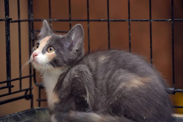 Gatinho Tricolor Uma Gaiola Abrigo — Fotografia de Stock