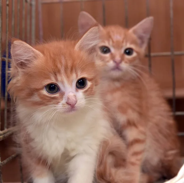 Dos Gatitos Rojos Una Jaula Refugio —  Fotos de Stock