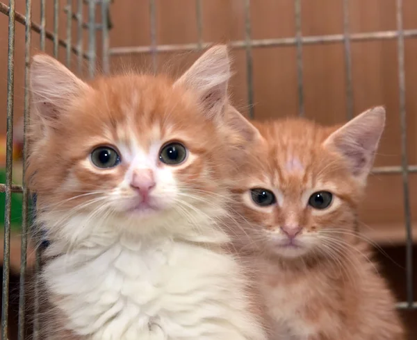Zwei Rote Kätzchen Einem Käfig Einem Tierheim — Stockfoto