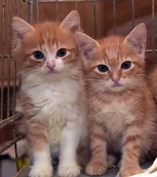 Dos Gatitos Rojos Una Jaula Refugio —  Fotos de Stock