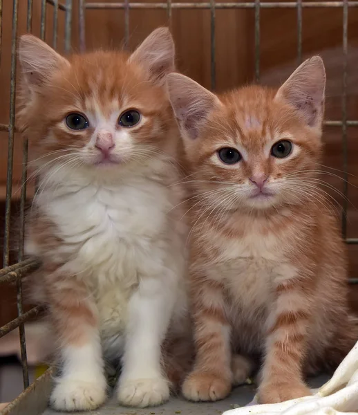 在庇护所的笼子里有两只红小猫 — 图库照片
