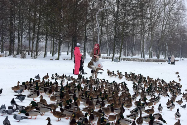 Ryssland Sankt Petersburg 2015 Människor Parken Foder Många Ankor Vinter — Stockfoto