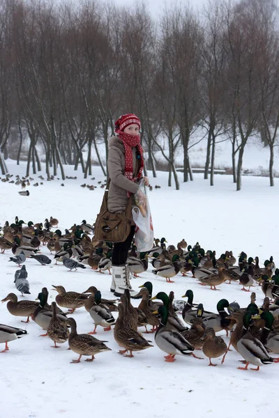 Rússia São Petersburgo 2015 Pessoas Parque Alimentam Muitos Patos Inverno — Fotografia de Stock