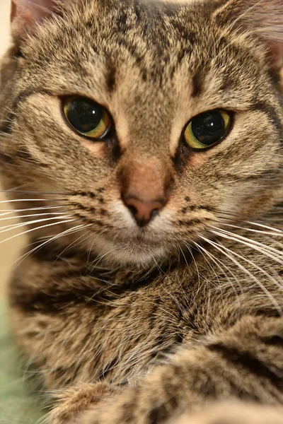 Striped European Shorthair Cat Portrait Close — Stock Photo, Image