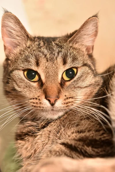 条纹欧洲短毛猫猫肖像关闭 — 图库照片