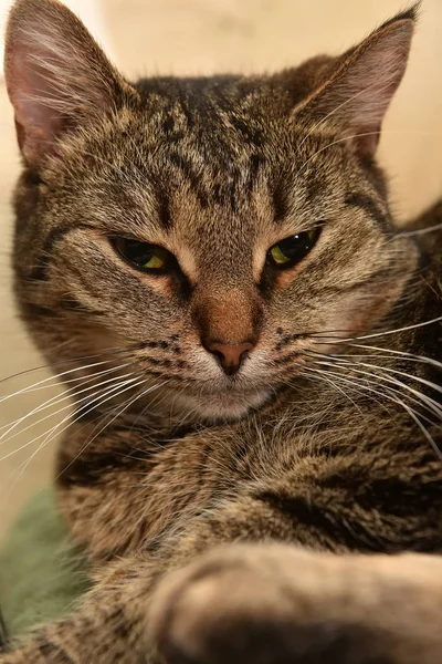 Striped European Shorthair Cat Portrait Close — Stock Photo, Image