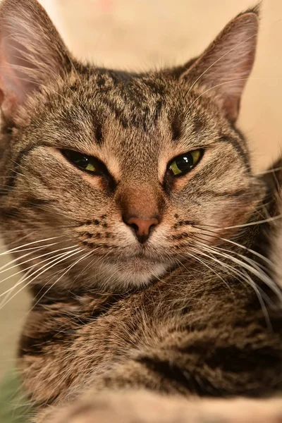 Prokládané Evropská Krátkosrstá Kočka Portrét Zavřít — Stock fotografie
