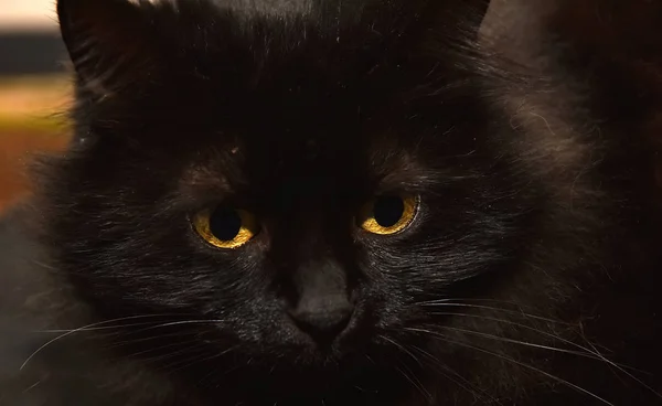 Triste Preto Fofo Gato Retrato Perto — Fotografia de Stock