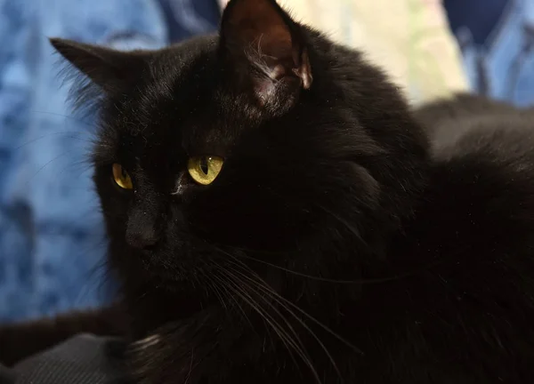 Печальный Портрет Черной Пушистой Кошки — стоковое фото