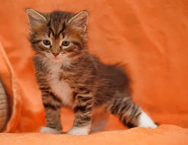 Kırmızı Arka Planda Beyaz Bir Kedi Yavrusu Çizgili — Stok fotoğraf