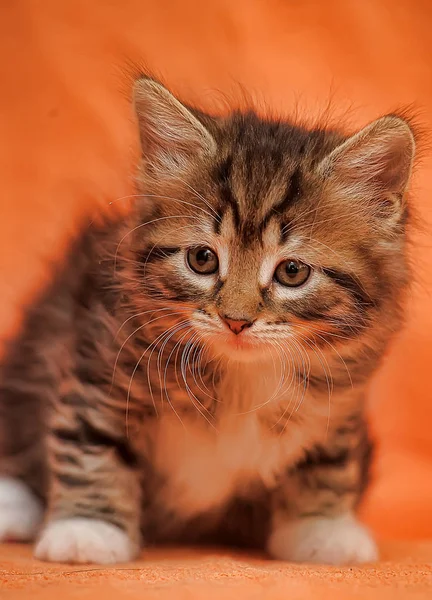 Listrado Com Gatinho Branco Fundo Vermelho — Fotografia de Stock