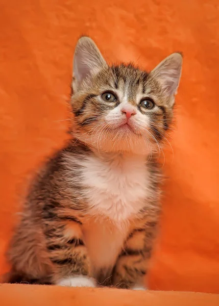 Listrado Com Gatinho Branco Fundo Vermelho — Fotografia de Stock