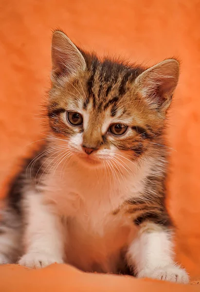 Kırmızı Arka Planda Beyaz Bir Kedi Yavrusu Çizgili — Stok fotoğraf