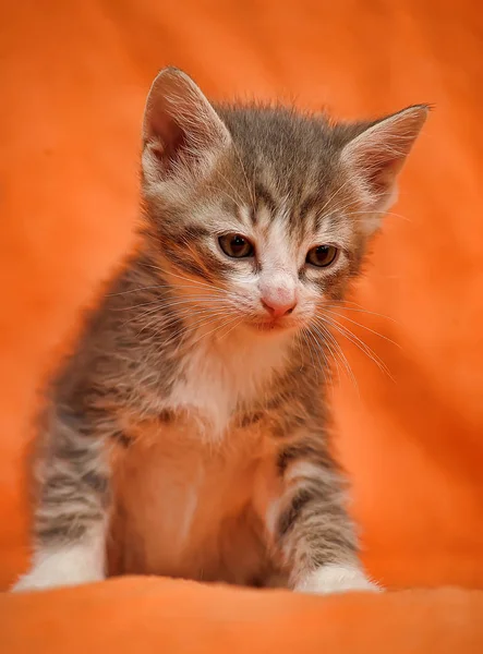 Rayas Con Gatito Blanco Sobre Fondo Rojo — Foto de Stock