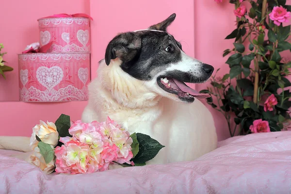 Branco Com Cão Cinza Mestiço Fundo Rosa Encontra Com Flores — Fotografia de Stock