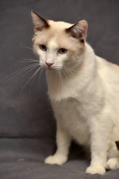 Sneeuwschoenkat Mooie Kat Dichtbij — Stockfoto