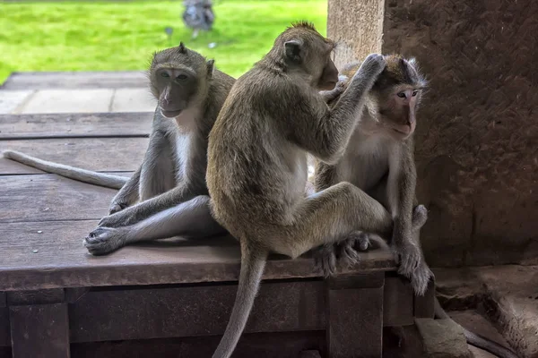 Мавпа Мами Ангкор Ват — стокове фото