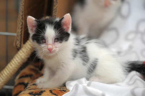 Pequeño Gatito Blanco Negro Con Los Ojos Doloridos —  Fotos de Stock