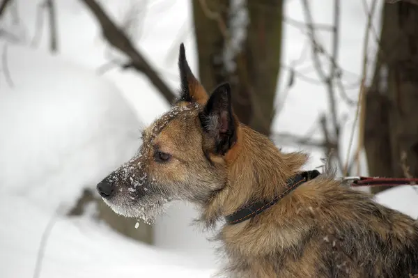 Kleiner Mischlingshund Terrier Der Leine Schnee — Stockfoto