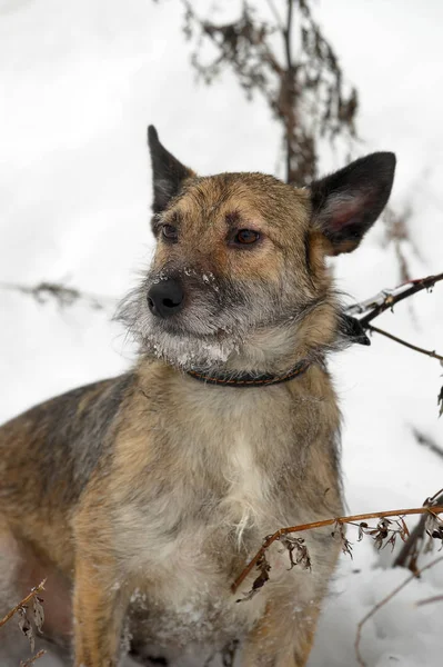 Liten Pooch Hund Halvblods Terrier Koppel Snön — Stockfoto