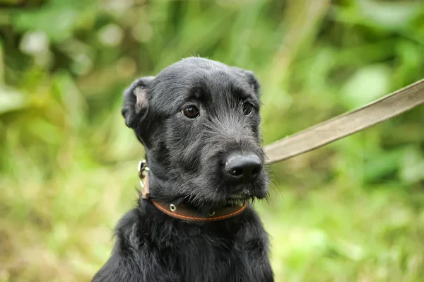 Mutsuz Mutsuz Suçlu Siyah Köpek Yeşil Çim Bir Arka Plan — Stok fotoğraf