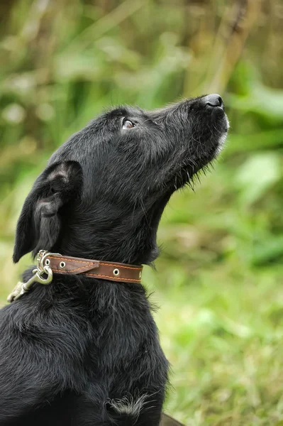 Infeliz Triste Cão Preto Culpado Fundo Grama Verde — Fotografia de Stock