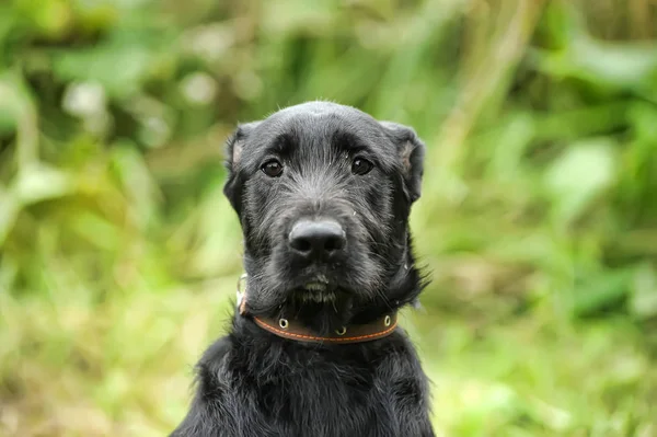 Ongelukkig Triest Schuldig Zwarte Hond Een Achtergrond Van Groen Gras — Stockfoto