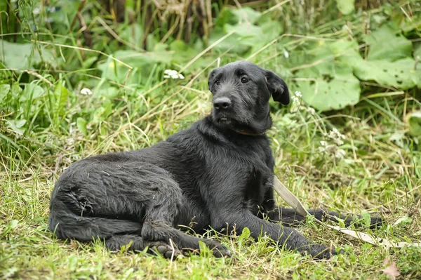 Infeliz Triste Cão Preto Culpado Fundo Grama Verde — Fotografia de Stock