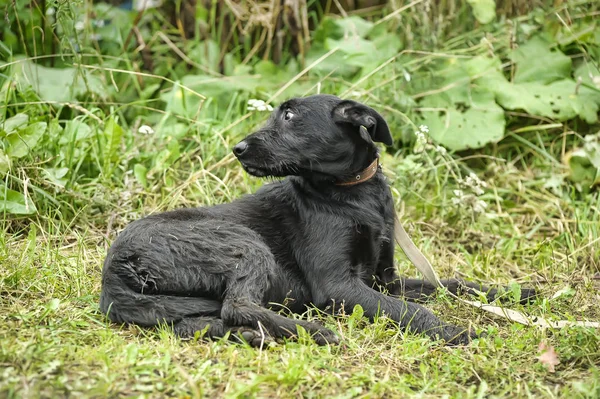 Нещасний Сумний Винний Чорний Собака Фоні Зеленої Трави — стокове фото