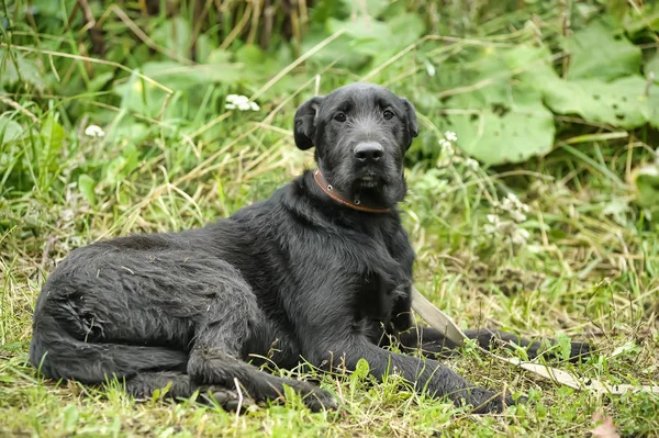在绿草的背景不愉快的悲哀有罪的黑狗 — 图库照片