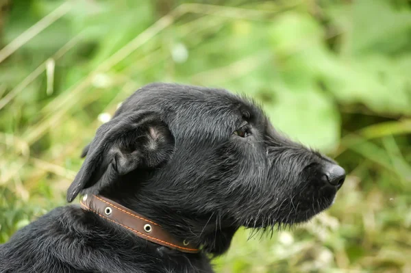 Olycklig Sorgliga Skyldig Svart Hund Bakgrund Grönt Gräs — Stockfoto