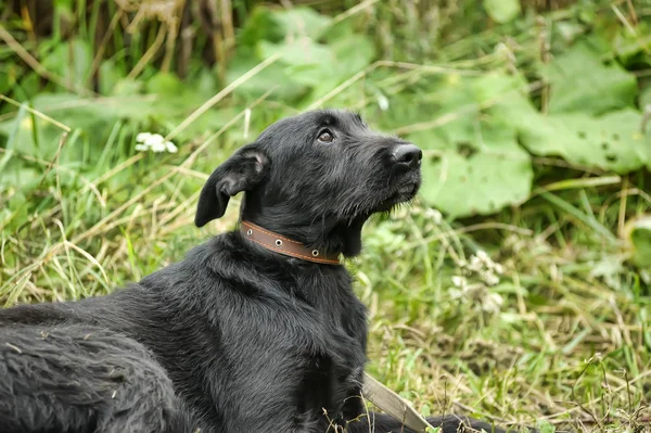 Infeliz Triste Cão Preto Culpado Fundo Grama Verde — Fotografia de Stock