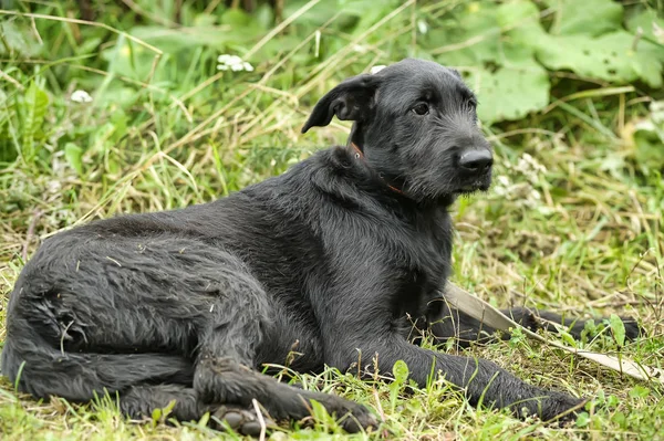 Nešťastný Smutná Vinu Černého Psa Pozadí Zelené Trávy — Stock fotografie