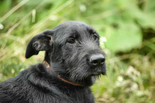 緑の草の背景に不幸な悲しい罪を犯した黒犬 — ストック写真