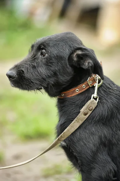 Infeliz Triste Cão Preto Culpado Fundo Grama Verde — Fotografia de Stock