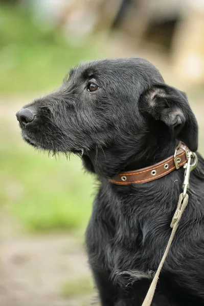 Niezadowolony Sad Winny Czarny Pies Tle Zielonej Trawy — Zdjęcie stockowe