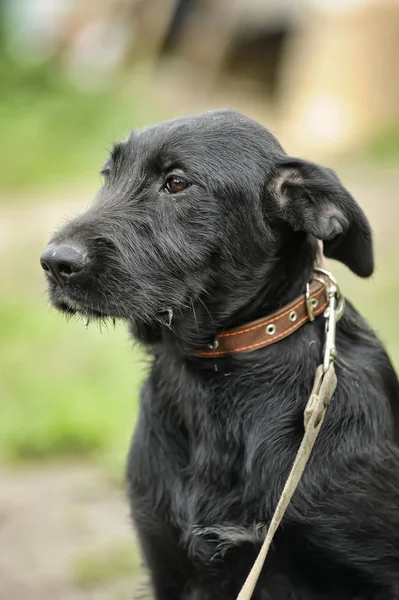 Ongelukkig Triest Schuldig Zwarte Hond Een Achtergrond Van Groen Gras — Stockfoto