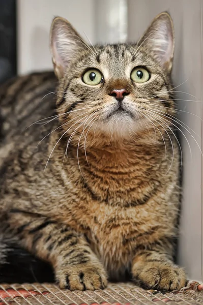 Gato Taquigráfico Rayado Alféizar Ventana —  Fotos de Stock