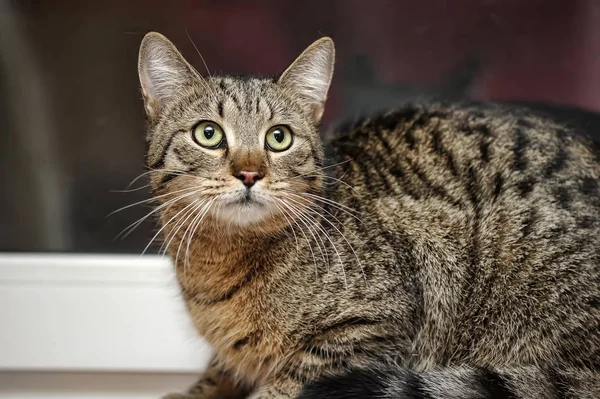 Striped Shorthair Cat Windowsill — Stock Photo, Image