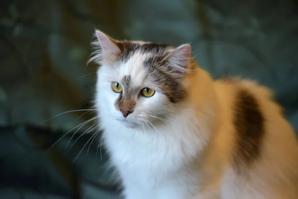 Belo Gato Fofo Branco Com Marcas Marrons — Fotografia de Stock