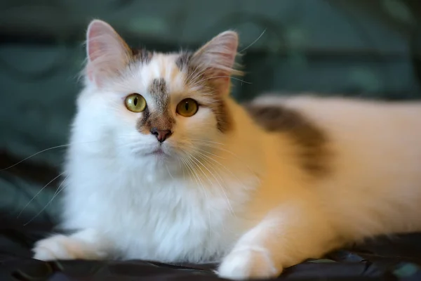 Schöne Weiße Flauschige Katze Mit Braunen Markierungen — Stockfoto