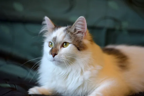 Beau Chat Blanc Moelleux Avec Des Marques Marron — Photo