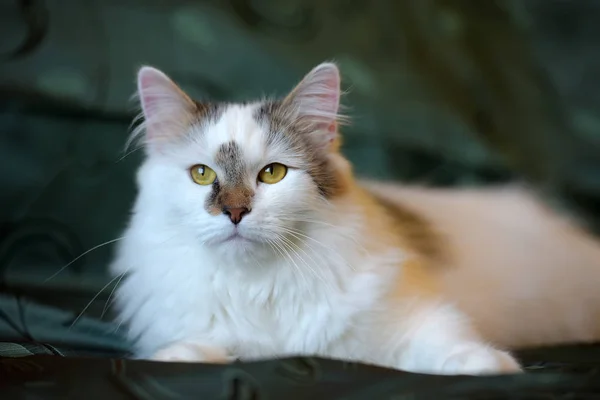 Belo Gato Fofo Branco Com Marcas Marrons — Fotografia de Stock