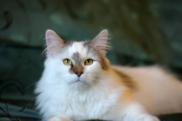 Красивий Білий Пухнастий Кіт Коричневими Позначками — стокове фото