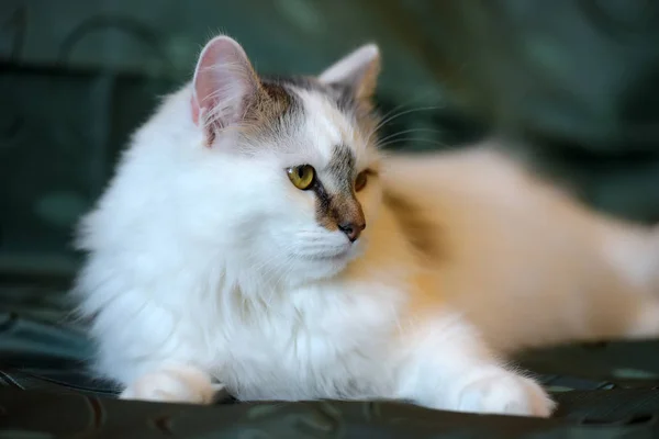 Belo Gato Fofo Branco Com Marcas Marrons — Fotografia de Stock