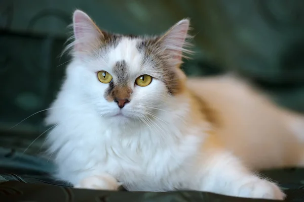 Hermoso Blanco Esponjoso Gato Con Marcas Marrones —  Fotos de Stock