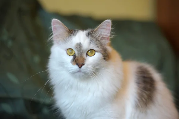 Hermoso Blanco Esponjoso Gato Con Marcas Marrones —  Fotos de Stock