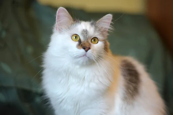 Beau Chat Blanc Moelleux Avec Des Marques Marron — Photo